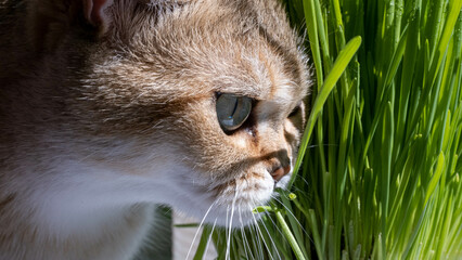 Naklejka na ściany i meble red cat eats green grass in the rays of the sun, close up portrait of a cat