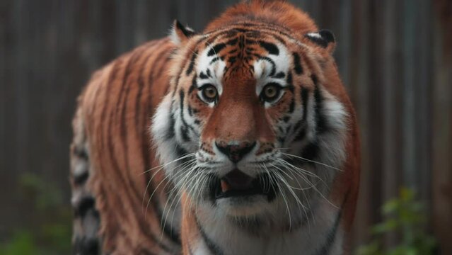Tiger on a walk. Portrait of a beautiful tiger. Big cat close-up. Tiger looks at you. Portrait of a big cat. Slow motion 120 fps, ProRes 422,10 bit video