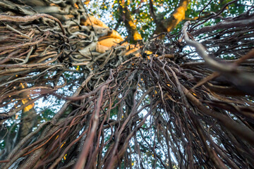 An upward shot of hanging prop roots of Banyan tree, Ficus benghalensis. Uttarakhand India.