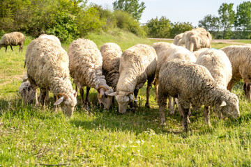 Obraz premium Sheep grazing at the green field.Flock of sheep in the field. Farm animal husbandry concept.