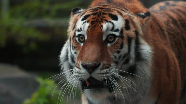 Tiger on a walk. Portrait of a beautiful tiger. Big cat close-up. Tiger looks at you. Portrait of a big cat. Slow motion 120 fps, ProRes 422,10 bit video