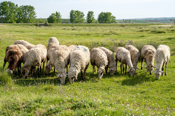 Fototapeta premium Sheep grazing at the green field.Flock of sheep in the field. Farm animal husbandry concept.