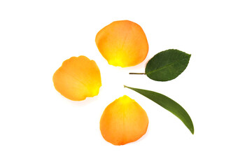 Orange rose petals and leave isolated on white background