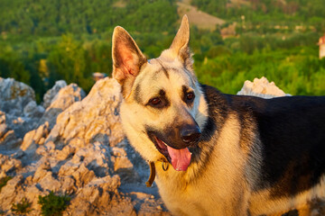 Big Dog German Shepherd in a sunny summer or autumn day on grey rocks of mountains. Russian guard dog Eastern European Shepherd in nature lanscape