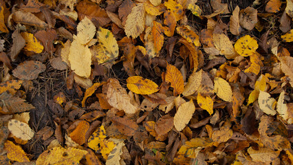fallen foliage in autumn during leaf fall in cloudy weather