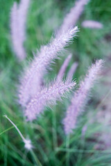 Obraz premium Grass in the wind