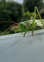 a big grasshopper on glass at balcony in a garden
