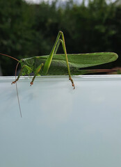 a big grasshopper on glass at balcony in a garden