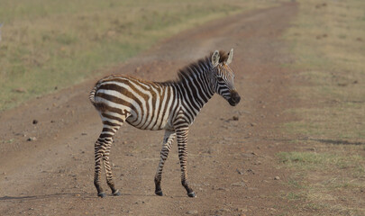 Fototapeta na wymiar cute common zebra foal standing alert on a dirt road in the wild savannah of masai mara, kenya