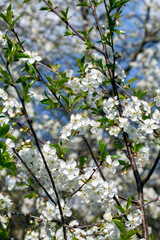 cherry blossoms during blooming with white flowers in the garden