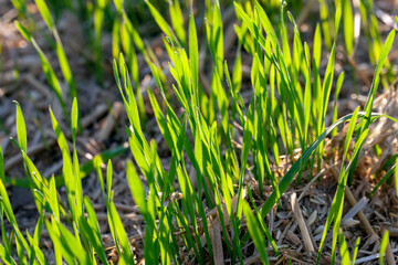 Obraz premium low green grass on a sunny day in summer
