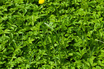 simple plain grass weeds on the field in the summer season