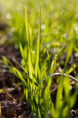 green wheat sprouts in a field with water drops after rain