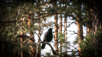 Cuervo posado en una rama en el centro de la imagen - 506613549