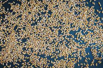 wheat grain texture background flat overhead view