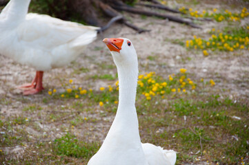 White domestic goose duck bird at poultry farm