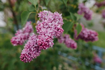 Lilac flowers in the garden in cloudy spring weather. Close up