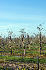 orchard with apple trees to harvest apples