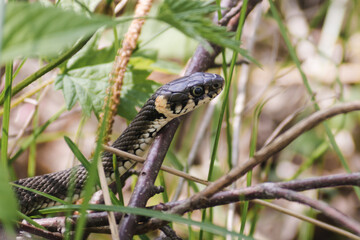 A non-venomous snake crawls in green grass . It's Natrix natrix (grass, ringed or water snake).