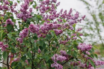 Lilac flowers in the garden in cloudy spring weather.