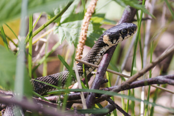A non-venomous snake crawls in green grass . It's Natrix natrix (grass, ringed or water snake). - Powered by Adobe