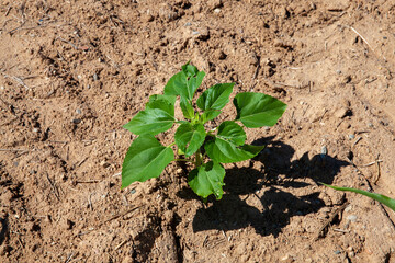 green sunflower sprouts on a mixed agricultural field