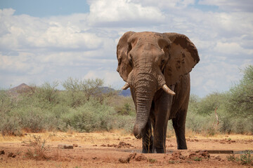 Fototapeta premium Close up of the African Bush Elephant in the grassland on a sunny day. 