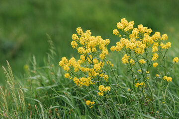 Watercress or barbara grass is a yellow edible plant that blooms in spring on roadsides, wastelands...