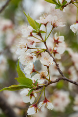 Sakura cherry tree blossom in pink and white. Beautiful spring or summer floral background.