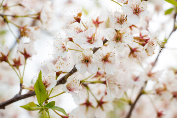 Sakura cherry tree blossom in pink and white. Beautiful spring or summer floral background.