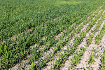 Fototapeta premium agricultural field where green unripe wheat grows