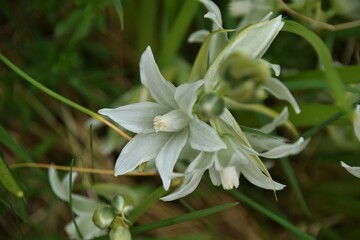 Scilla siberica ‘Alba’ (Siberian squill) with pure white, bell-shaped flowers in sunny spring day, close-up.Småland,Sweden.