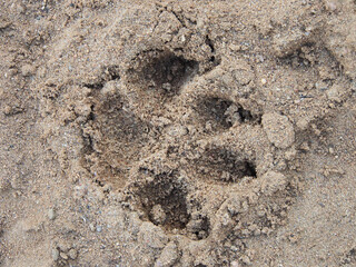 Dry, sea sand with an animal trail, close-up, background image. Textured background made of natural materials.