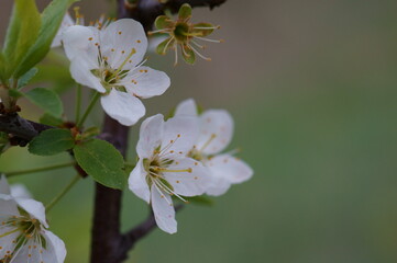 Blooming white cherry. Spring time.