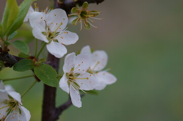 Obraz premium Blooming white cherry. Spring time.