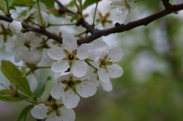 Blooming white cherry. Spring time.