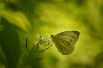 White butterfly on a green background. Insects in nature.