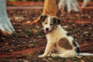 Cachorro sentado