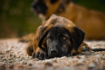 Obraz premium dog on the beach