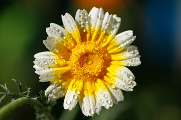 Flower Macro. Natural background. Gerbera. Water drops