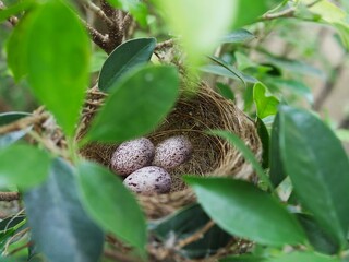 Bird nest with eggs on green tree