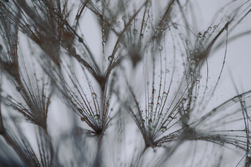 Fototapeta premium Dandelion with Water Drops Filtered.