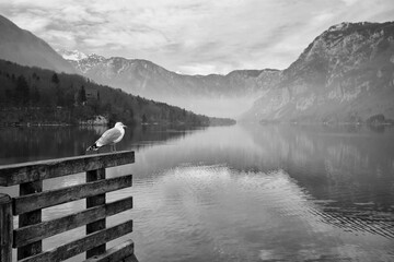 Seagull on Lake Bohinj
