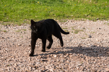 Fototapeta na wymiar Portrait of older black tabby cat with yellow eyes on wooden floor