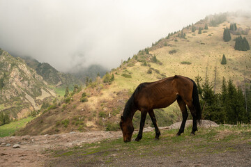 beautiful Horse in Mountains and amazing landscape with haze in southern in Kazakhstan - mountains