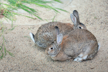 Two long-eared hares, rabbits sit side by side on the sand near the grass. Easter concept. Pet