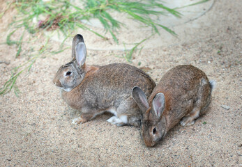 Two long-eared hares, rabbits sit side by side on the sand near the grass. Easter concept. Pet