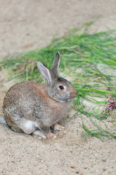 One long-eared hare, rabbit sit on the sand near the grass. Farming. Pet. Vertical photo with an animal.