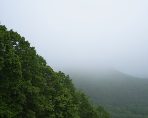 霧に包まれた新緑の藻岩山の風景 / Scenery of fresh green Mt. Moiwa surrounded by fog