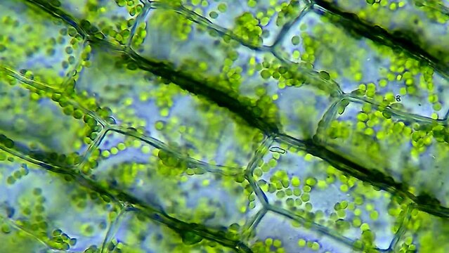 Leaf cells microscope magnification